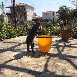 Cat in a bucket